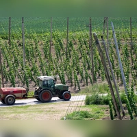 Ein bayerischer Hopfenpflanzer bei der Arbeit (Archiv) (Foto: Sven Hoppe/dpa)