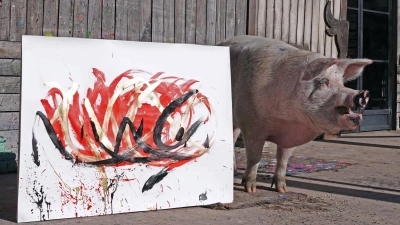 Die Künstlerin und ihr Werk: Pigcasso, ein malendes Schwein aus Südafrika. (Foto: Kristin Palitza/dpa)
