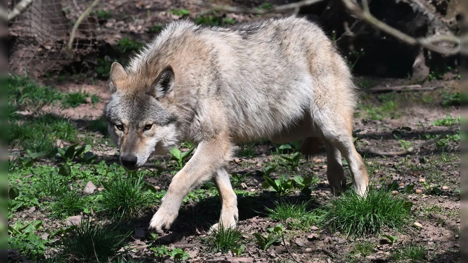 Der Wolf soll ins Landesjagdrecht aufgenommen werden. (Archivbild) (Foto: Bernd Weißbrod/dpa)