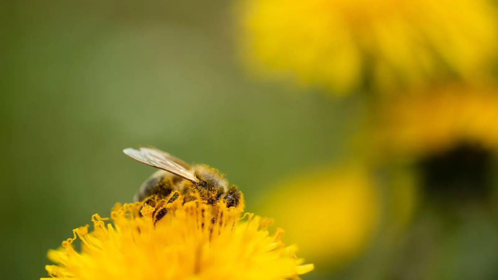 Gerade Löwenzahn ist für Bienen besonders wertvoll: Er blüht bis in den Oktober hinein. (Foto: Nicolas Armer/dpa/dpa-tmn)