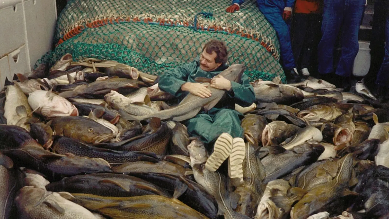 Die Dorsche in der Ostsee waren einst wesentlich größer. (Foto: Jesper Bay Of The Danish/Danish Institute for Fisheries and Marine Research/dpa)