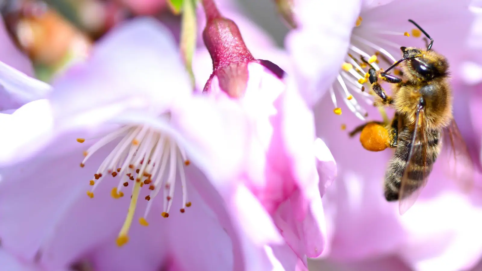 Mancherorts blüht es schon - aber der Winter ist noch nicht ganz vorbei.  (Foto: Sven Hoppe/dpa)