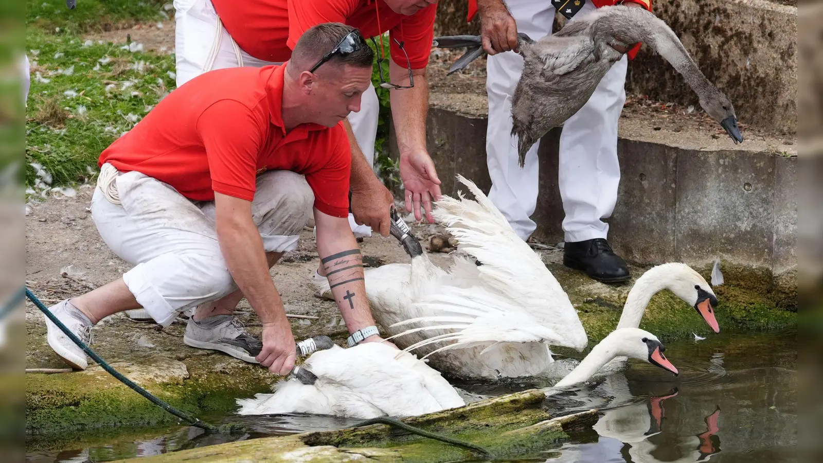 In Oxford werden wie jedes Jahr die Jungschwäne auf der Themse gezählt.  (Foto: Jonathan Brady/PA Wire/dpa)