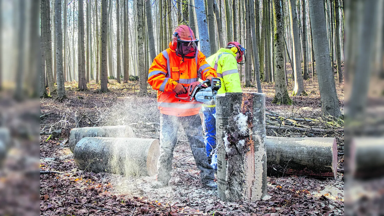 Bei Arbeiten im Wald sollte man stets eine Schutzausrüstung tragen und vorsichtig ans Werk gehen. (Foto: Pixabay)