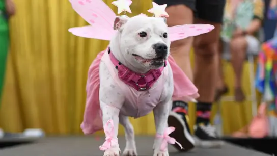 Ein Hund in Pink bei der Sydney WorldPride 2023. (Foto: Steven Saphore/AAP/dpa)