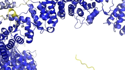 Das Modell der AlphaFold Protein Structure Database stellt das Rückgrat der Proteinstruktur dar. Sogenannte Sekundärstrukturelemente sind als Bänder wiedergegeben. In den blauen Bereichen ist das Model vermutlich zuverlässig. Die gelben Bereiche sind wahrscheinlich flexibel, und nur eine mögliche Struktur ist dargestellt. (Foto: -/AlphaFold Protein Structure Database/dpa)