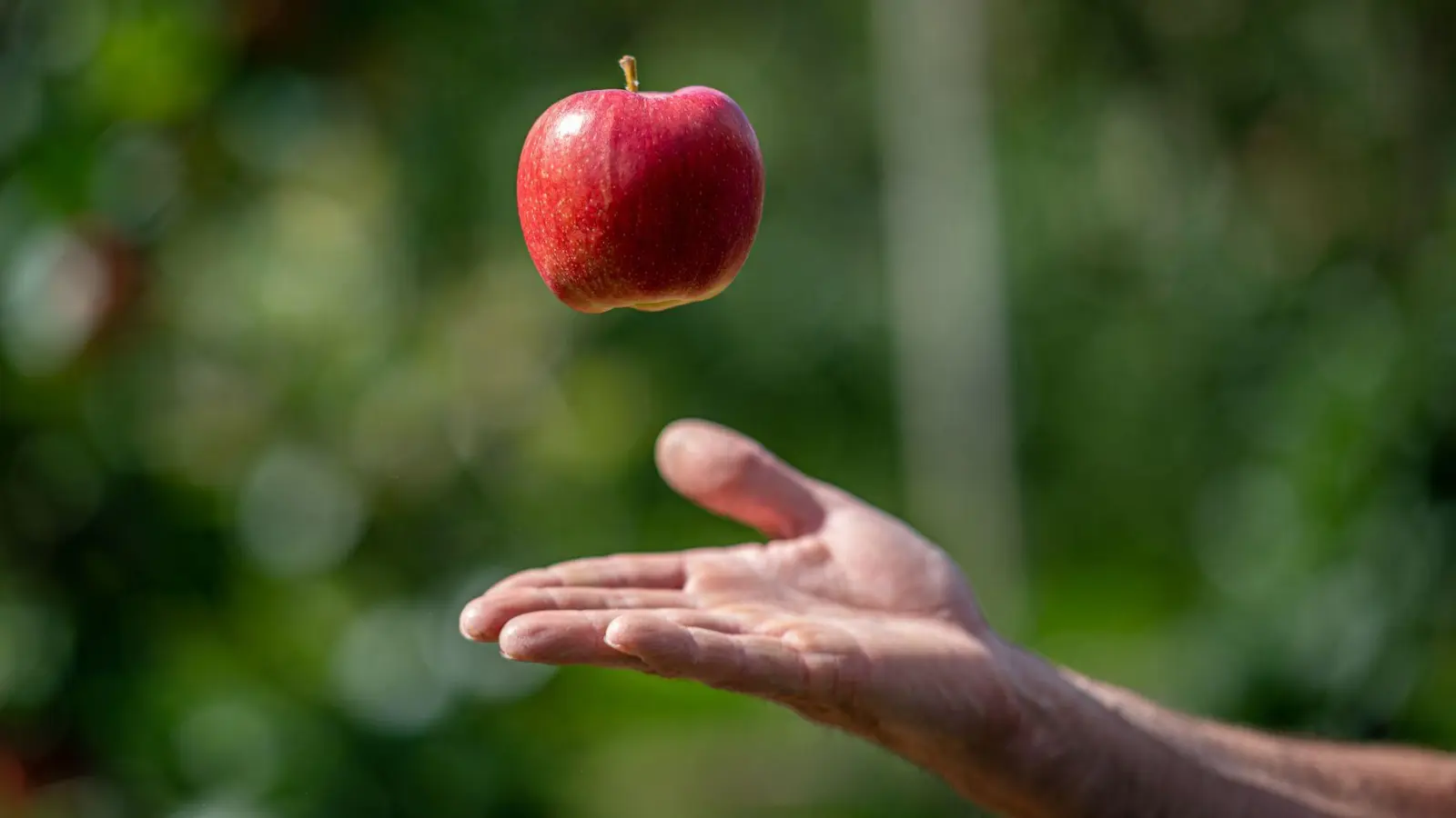 Es ist wieder so weit - die Apfelernte beginnt.  (Foto: Daniel Reinhardt/dpa/dpa-tmn)