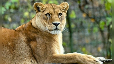 Gibt es für die fünf verbleibenden Löwen noch Hoffnung? (Archivbild) (Foto: Patrick Pleul/dpa)