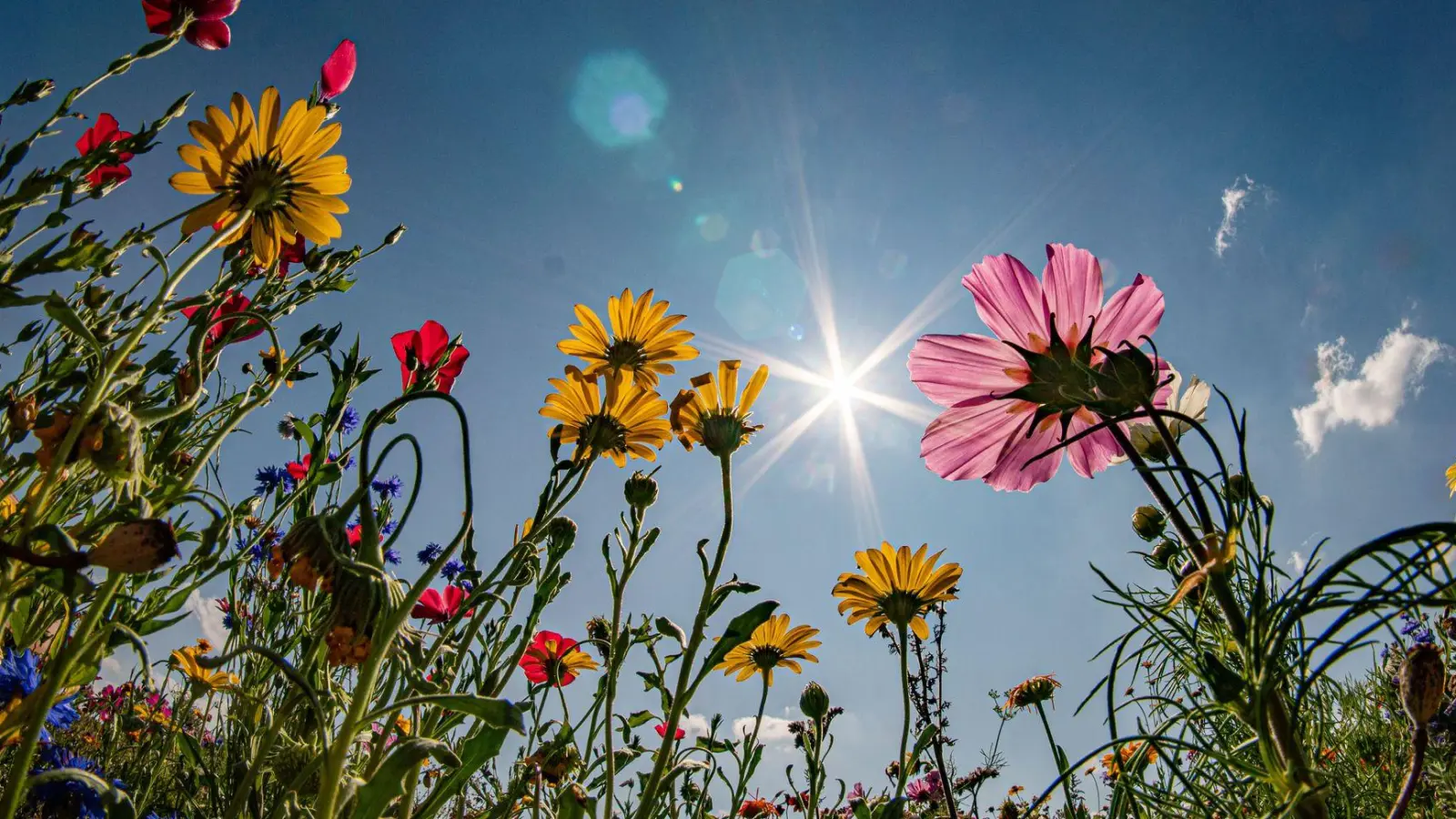 Es wird heiß in Bayern, wenngleich auch Gewitter im Freistaat möglich sind. (Symbolbild) (Foto: Frank Rumpenhorst/dpa)