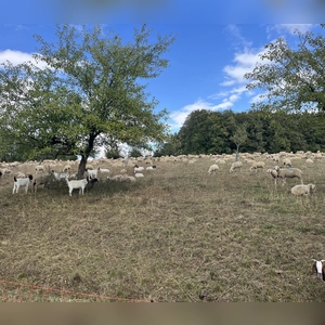 Gemütliches Grasen - gesehen in Beyerberg (Foto:  Andrea Högner)