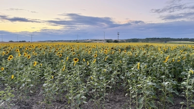 Das Sonnenblumenfeld von Wolfgang Gräf bei Bad Windsheim zieht Blicke auf sich. Der Landwirt möchte Kulturen finden, die zur Region passen.  (Foto: Josefine Mühlroth)