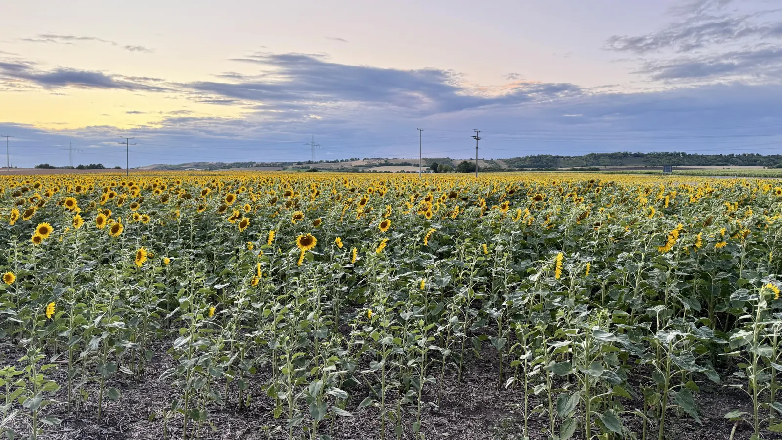 Das Sonnenblumenfeld von Wolfgang Gräf bei Bad Windsheim zieht Blicke auf sich. Der Landwirt möchte Kulturen finden, die zur Region passen.  (Foto: Josefine Mühlroth)