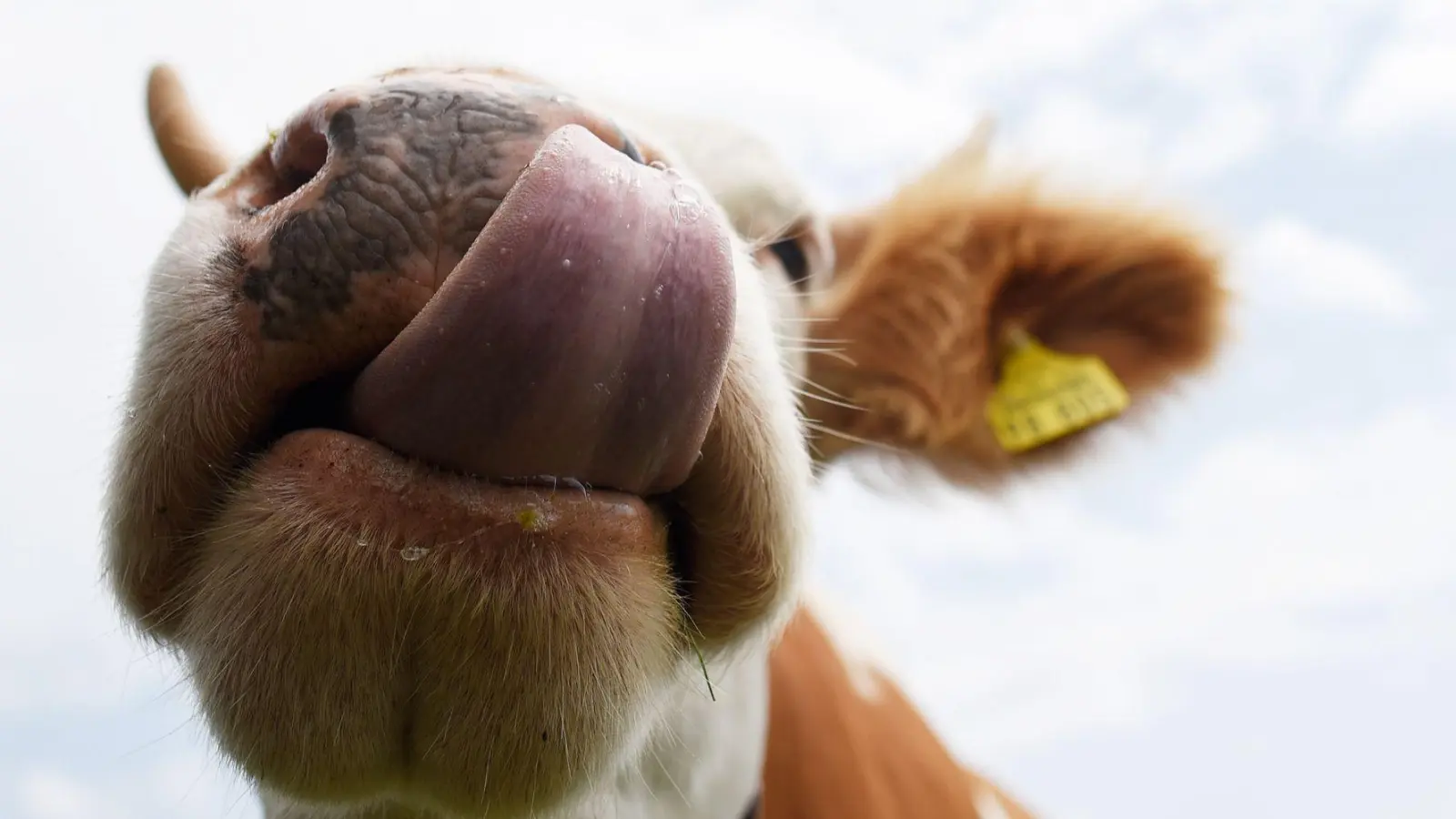 Schön aber gefährlich: Auf Weiden sollten Wanderer Abstand zu Kühen halten und Hunde stets anleinen. (Foto: Angelika Warmuth/dpa/dpa-tmn)