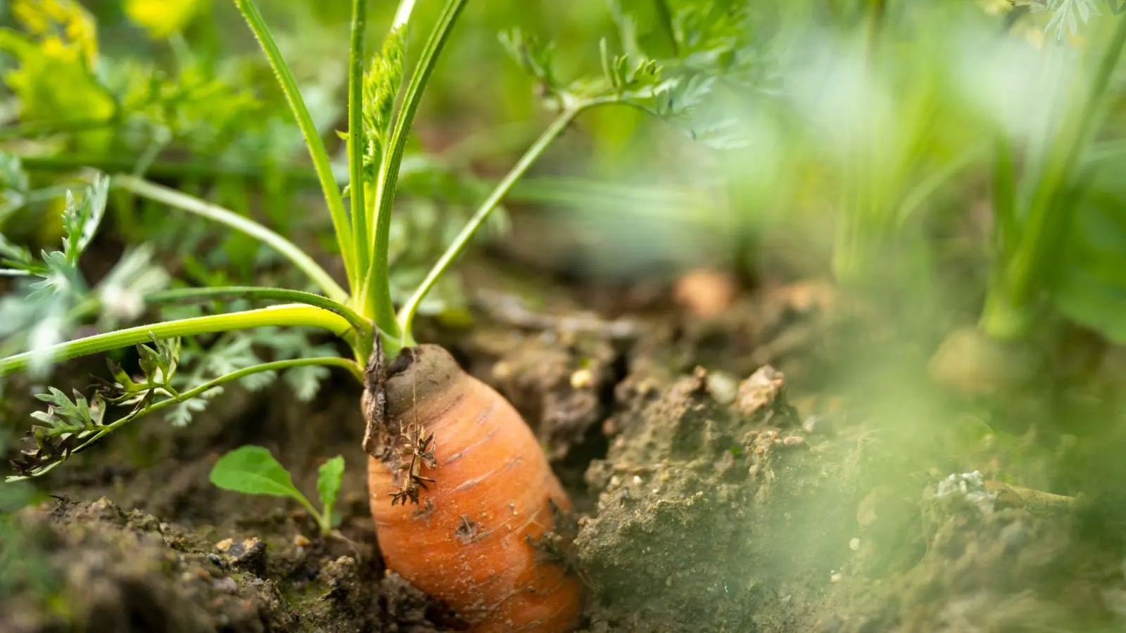 In Deutschland gibt es weniger Bio-Bauernhöfe. (Archivbild) (Foto: Monika Skolimowska/Deutsche Presse-Agentur GmbH/dpa)
