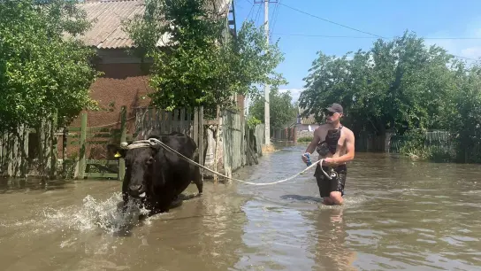 Nach der Sprengung des Kachowka-Staudamms ist die Region Cherson in der Ukraine überschwemmt. Ein Mann evakuiert eine Kuh aus einem überfluteten Viertel. (Foto: kyodo/dpa)