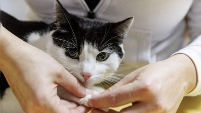 Erste Hilfe für Fellnasen: Manche Wehwehchen sind schnell selbst behoben, bei ernsteren Notfällen ist der Tierarzt jedoch die beste Adresse. (Foto: Markus Scholz/dpa-tmn)