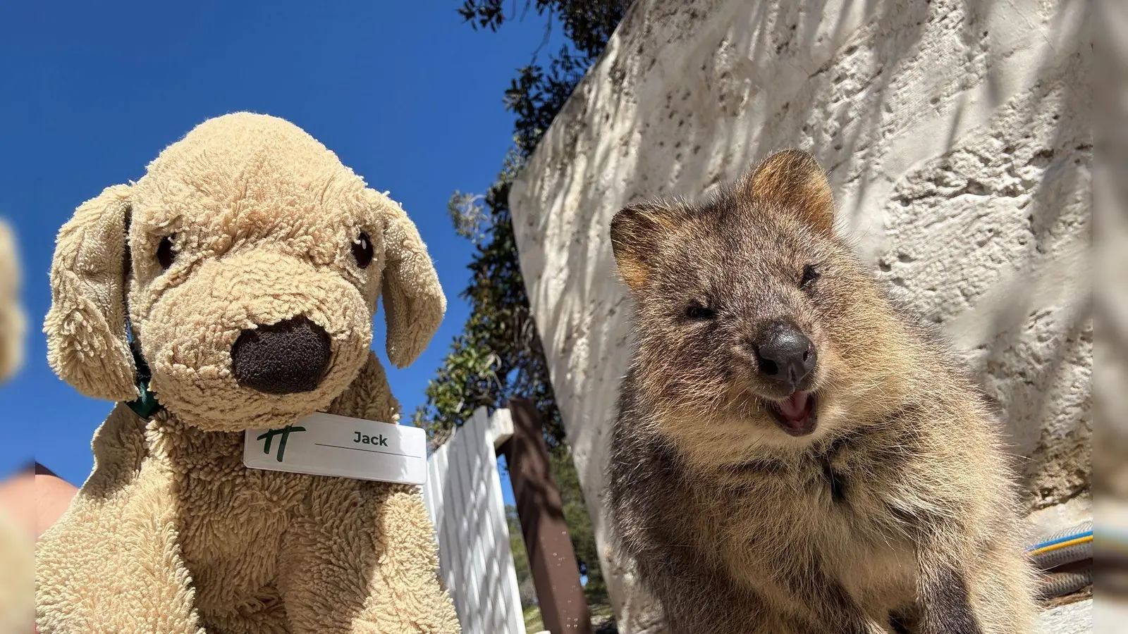 Jack erlebt große Abenteuer - so ließ er sich mit einem einheimischen Quokka auf Rottnest Island fotografieren. (Foto: Holiday Inn Perth City Centre/dpa)