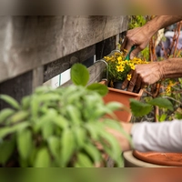 Stressabbau durch Pflanzenpflege: Gärtnern, selbst auf dem Balkon, hilft pflegenden Angehörigen, Überforderung zu reduzieren und das Gefühl von Selbstwirksamkeit zu stärken. (Foto: Christin Klose/dpa-tmn)
