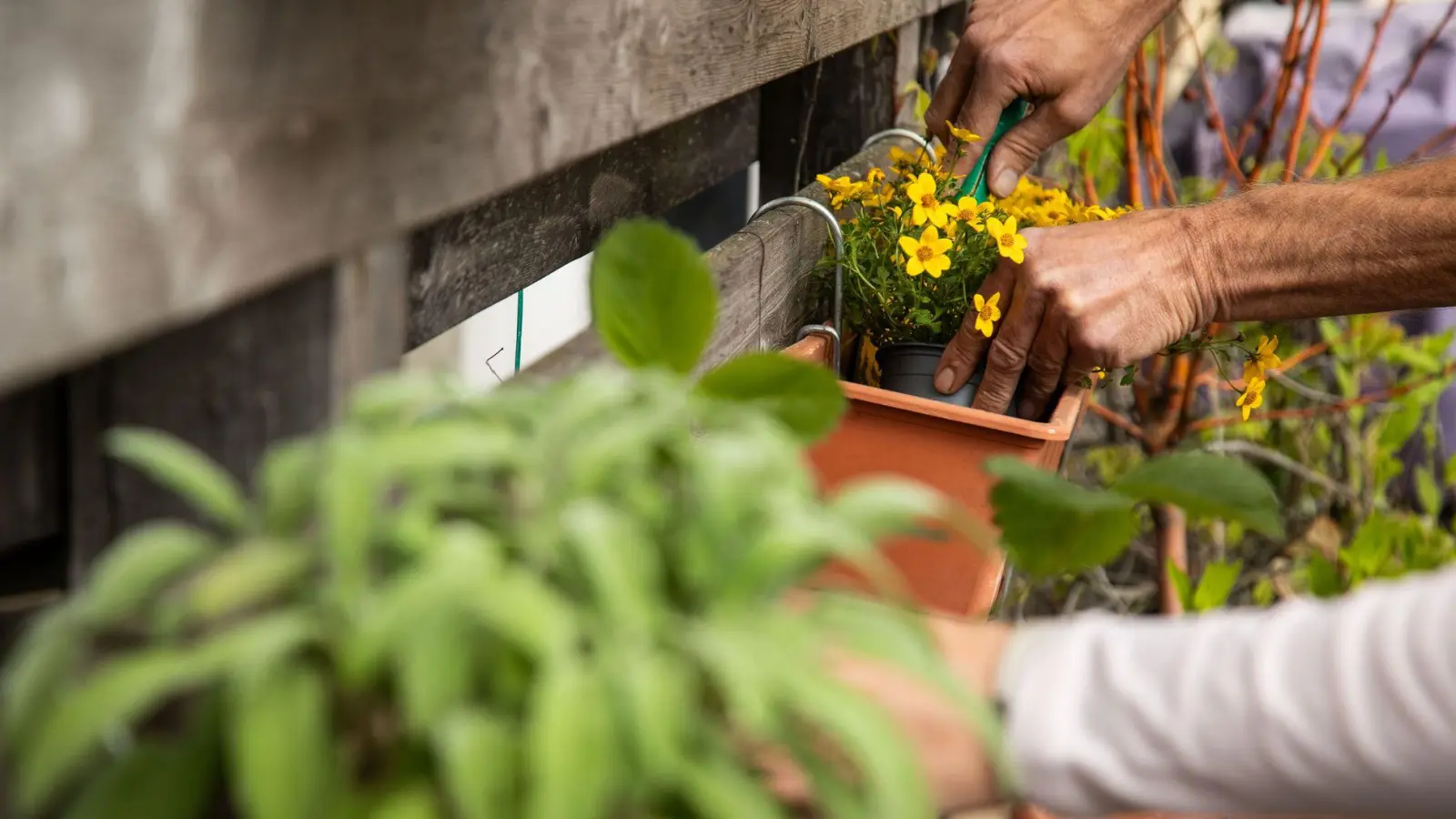 Stressabbau durch Pflanzenpflege: Gärtnern, selbst auf dem Balkon, hilft pflegenden Angehörigen, Überforderung zu reduzieren und das Gefühl von Selbstwirksamkeit zu stärken. (Foto: Christin Klose/dpa-tmn)