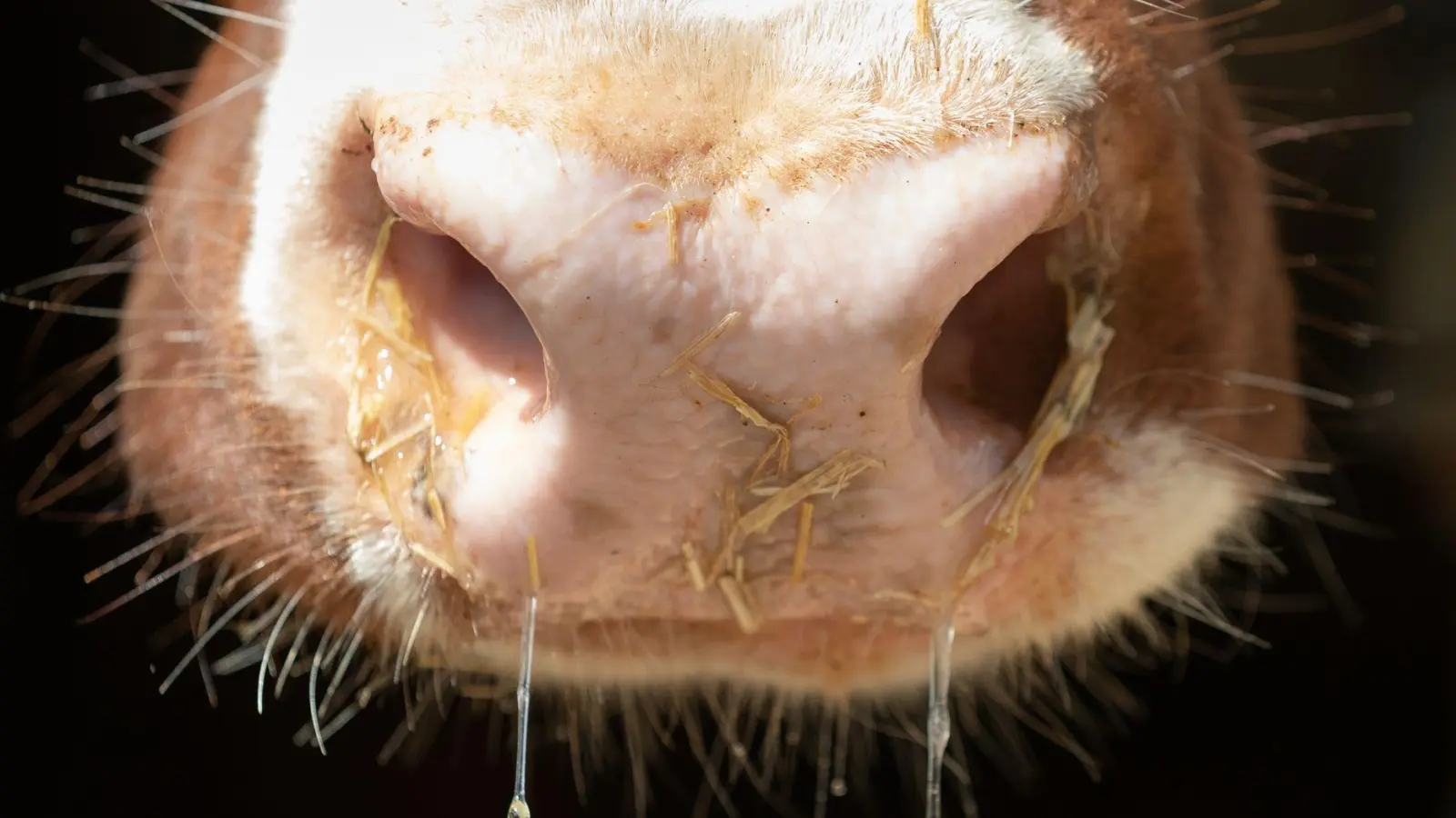 Auch in Deutschland besteht Sorge vor der Rinderkrankheit Lumpy Skin Disease. (Symbolbild) (Foto: Friso Gentsch/dpa)
