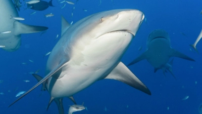 Im Südsee-Archipel Neukaledonien hat die Justiz ein viel kritisiertes Programm zum gezielten Abschlachten von Haien verboten. (Foto: Duncan Heuer/Aussie Bubbles/dpa)