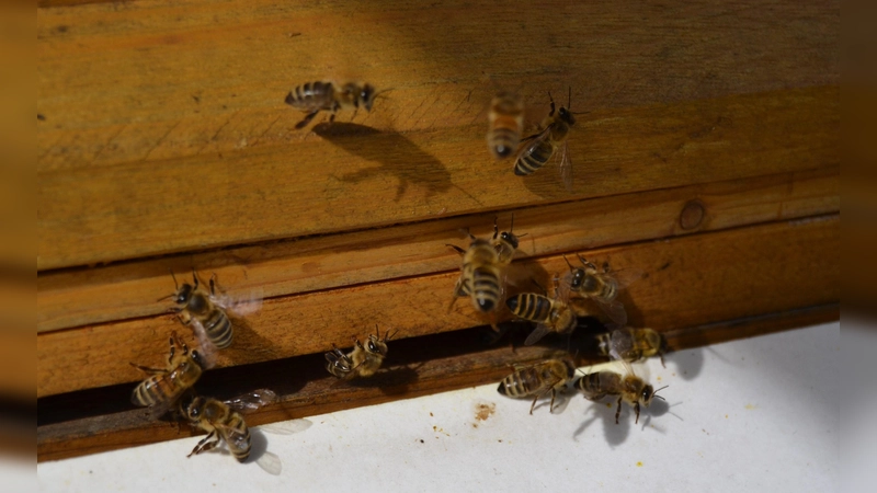 Die Amerikanische Faulbrut bricht in Deutschland immer wieder aus. Sie ist für erwachsene Bienen, Menschen oder andere Lebewesen nicht gefährlich.  (Archivbild: Andrea Walke)