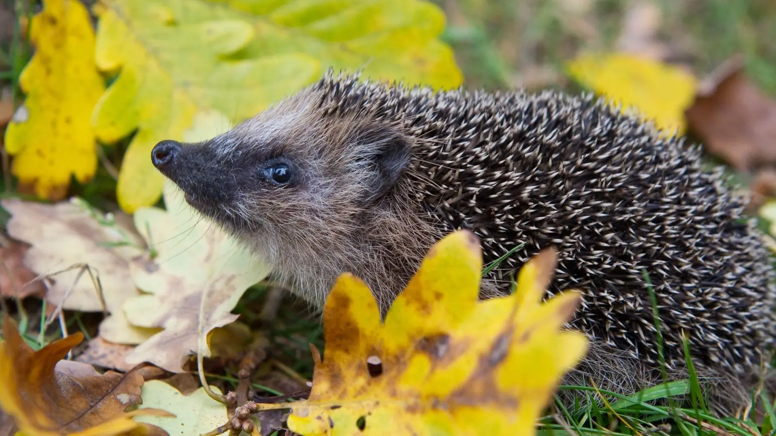 Schon Frühling? Weil es so warm war, wurden manche Winterschläfer vorzeitig wach. (Symbolbild) (Foto: Patrick Pleul/dpa-Zentralbild/dpa)