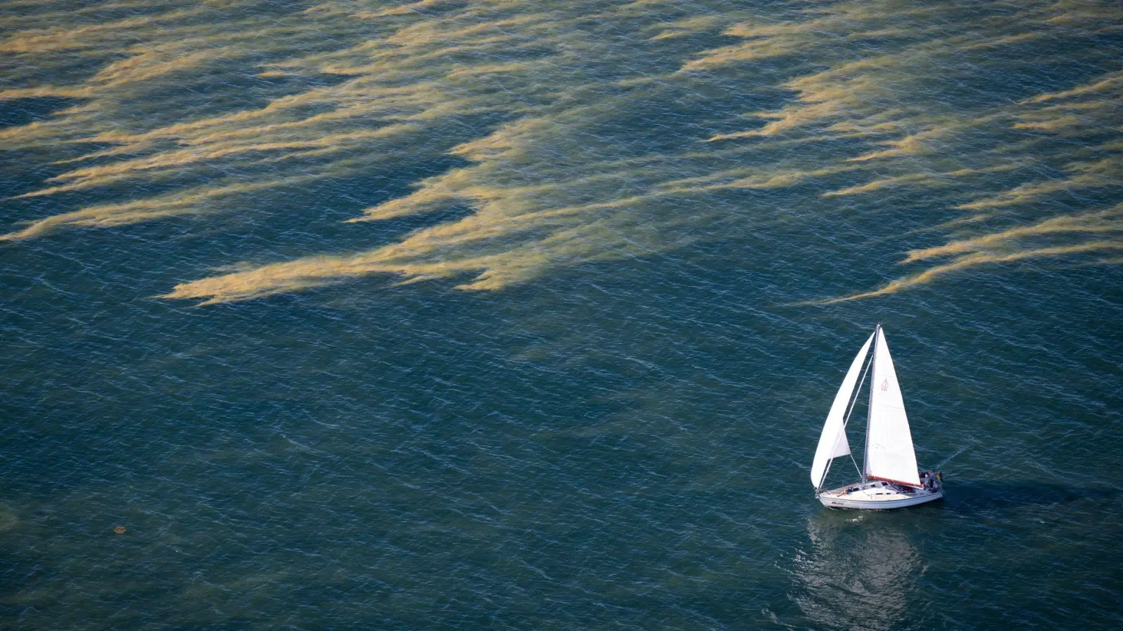 Blaualgenteppiche erstrecken sich über Teile der Ostsee. (Foto: Philip Dulian/dpa)