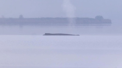 Der Buckelwal soll nun in Ruhe gelassen werden.   (Foto: Marcus Golejewski/dpa)