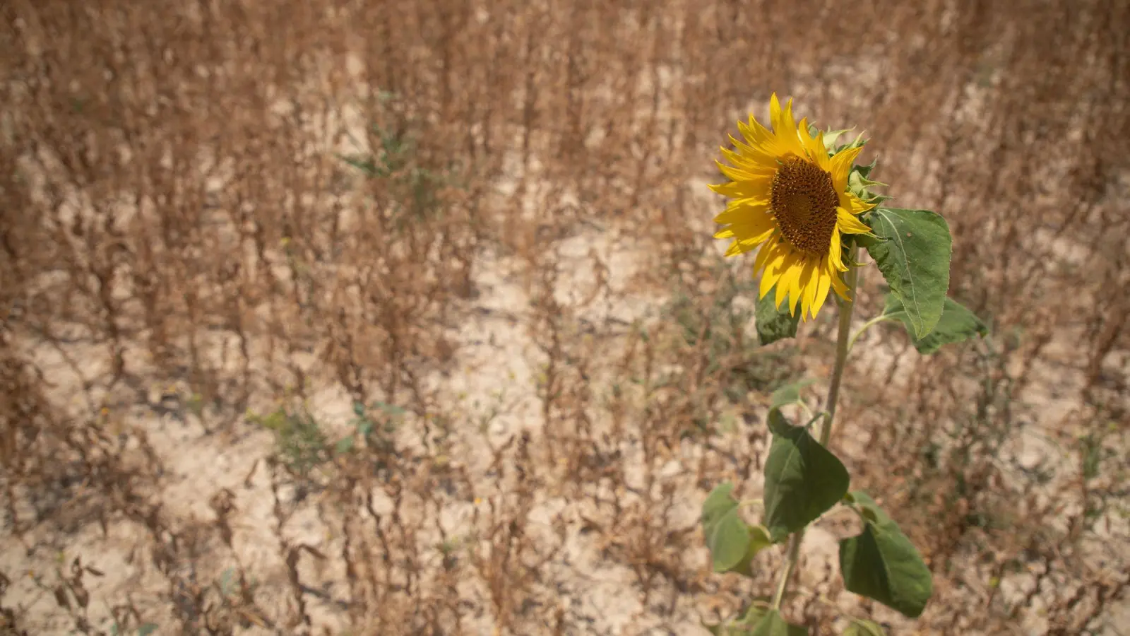Einem UN-Bericht zufolge häufen sich seit 2023 schwere Dürren (Archivbild). (Foto: Clara Margais/dpa)