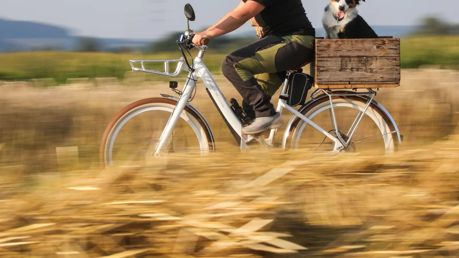Auf dem Rad statt querfeldein: Hohes Gras und Getreidefelder sind im Sommer tabu für Vierbeiner. (Foto: Thomas Warnack/dpa/dpa-tmn)