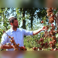 Die Hitze und die Trockenheit haben den Bäumen im Triesdorfer Pomoretum ordentlich zugesetzt. Die Ernte wird sehr gering ausfallen, ist Martin Walther sicher. (Foto: Antonia Müller)