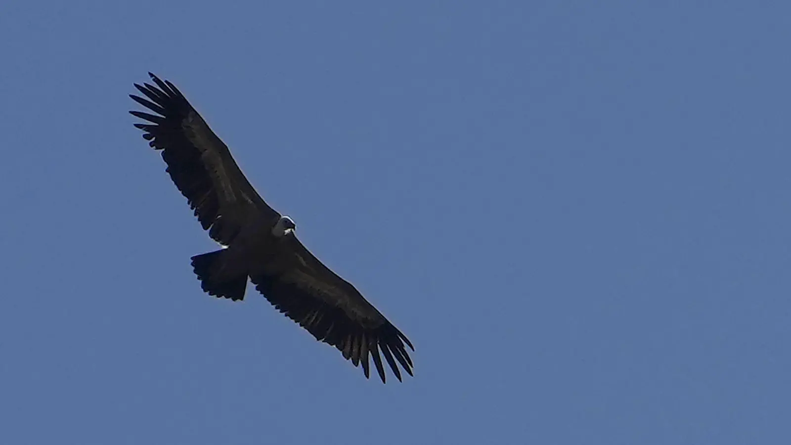 Ein Gänsegeier im Flug. (Archivbild) (Foto: Petros Karadjias/AP/dpa)
