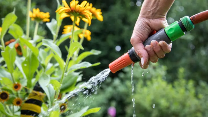 Selbst Gartenpflanzen brauchen in trockenen Zeiten unsere Hilfe und Gießwasser. Aber man kann ihnen helfen, sich besser selbst versorgen zu können. (Foto: Christin Klose/dpa-tmn)