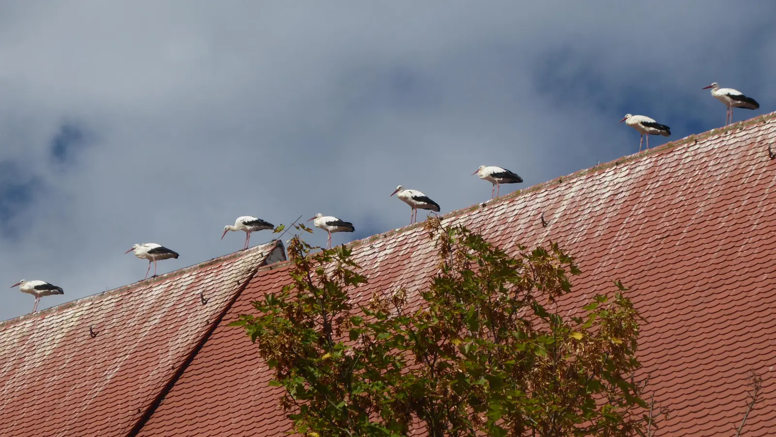 Storchenparade auf dem Dachfirst: Wie hier an der Stiftsbasilika sind die Hinterlassenschaften der Tiere in Herrieden vielfach zu sehen. (Foto: Rudolf Eder)