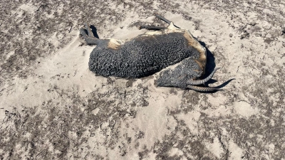 Die Überreste einer Gazelle, die einem Brand zum Opfer gefallen ist, liegen auf dem Boden. Durch die großen Steppenbrände in der östlichen Mongolei sind viele Gazellen getötet worden. (Foto: Environment and Tourism Department of Dornod province/WWF/dpa)
