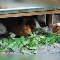Knabber-Kollektiv: Meerschweinchen sind gesellige Tiere und fühlen sich in kleinen Gruppen besonders wohl. (Foto: Jennifer Jahns/dpa-tmn)