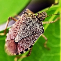 Harmlose Stinker: Diese Wanzen sind für uns Menschen ungefährlich, riechen aber fies, wenn sie in Gefahr sind – deshalb vorsichtig nach draußen bugsieren. (Foto: Uli Deck/dpa/dpa-tmn)