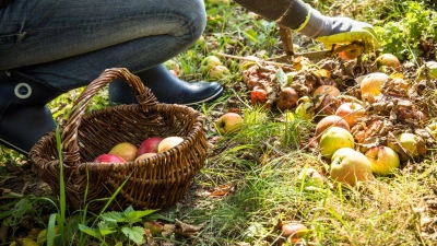Fremde Früchte: Solche, die von selbst vom Nachbargrundstück auf das eigene fallen, dürfen aufgesammelt werden - Nachhelfen ist aber verboten. (Foto: Christin Klose/dpa-tmn)