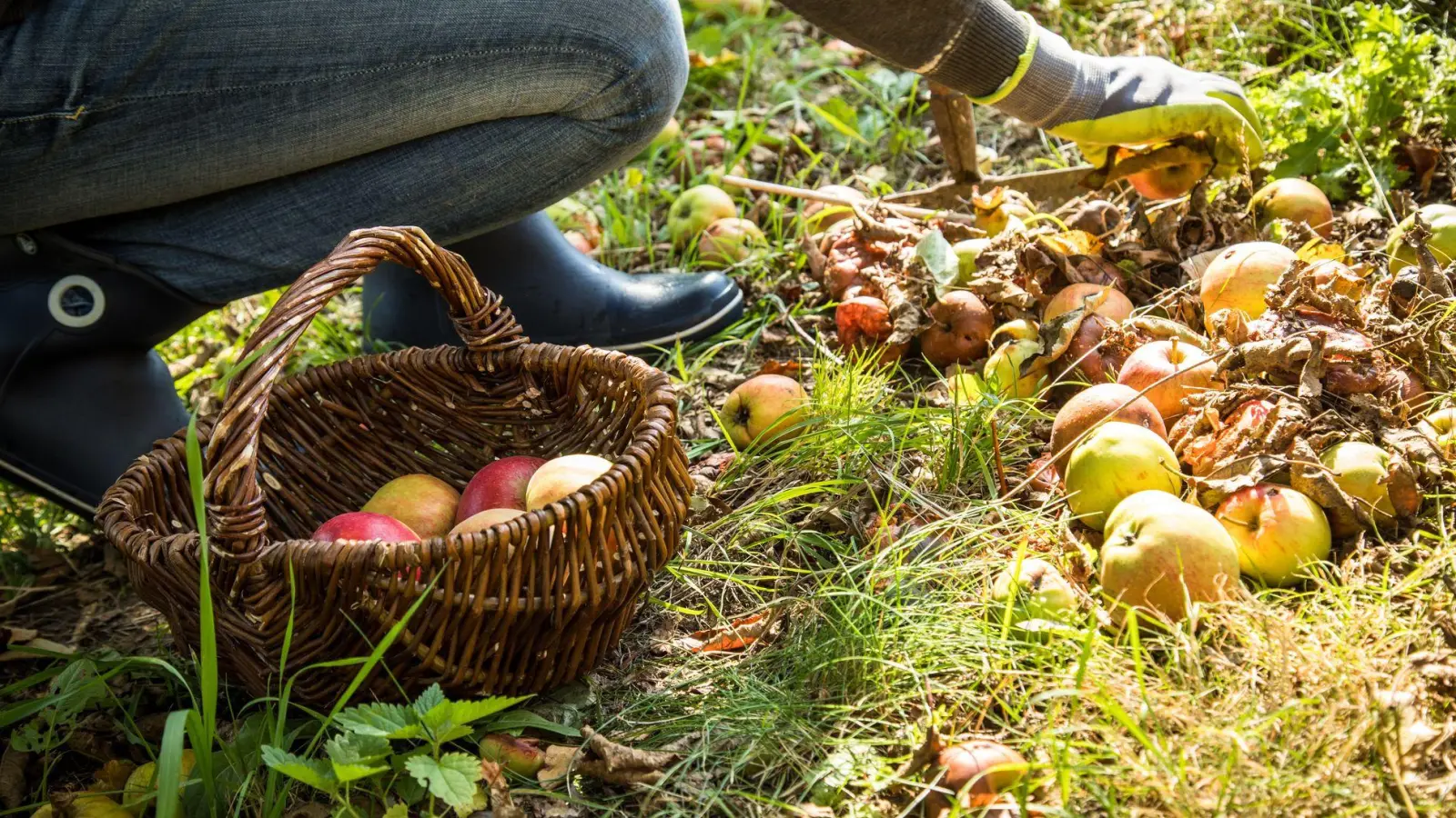Fremde Früchte: Solche, die von selbst vom Nachbargrundstück auf das eigene fallen, dürfen aufgesammelt werden - Nachhelfen ist aber verboten. (Foto: Christin Klose/dpa-tmn)