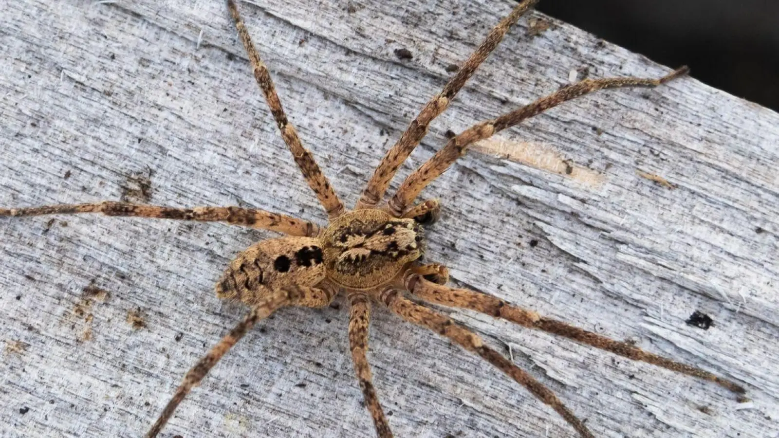 Die Nosferatu-Spinne erreicht eine Körperlänge von bis zu zwei und eine Beinspannweite von etwa fünf Zentimetern. (Foto: Robert Pfeifle/NABU/dpa)