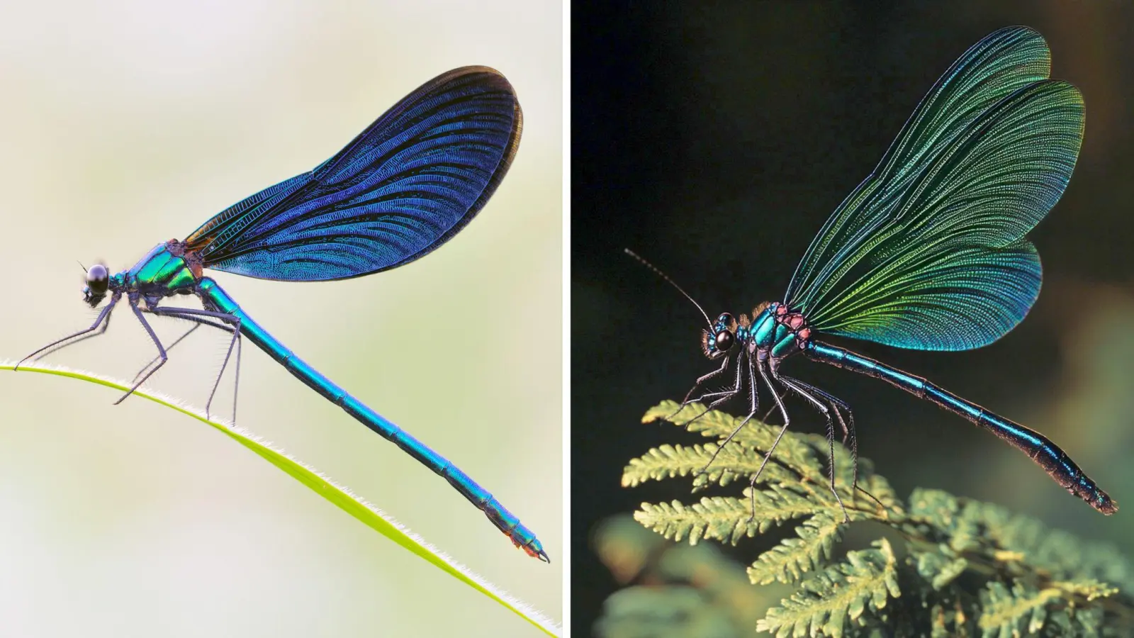 Die Kombo zeigt links ein Foto einer Blauflügel Prachtlibelle, fotografiert von Sebastian Hennigs. Rechts ist ein KI-generiertes Motiv, das auch eine Blauflügel Prachtlibelle darstellen soll, KI-generiert von Matthias Neumann. Das KI-Bild rechts ist fehlerhaft. Insekten haben beispielsweise nur sechs Beine.  (Foto: S. Hennigs/M. Neumann/Heinz Sielmann Stiftung/dpa)
