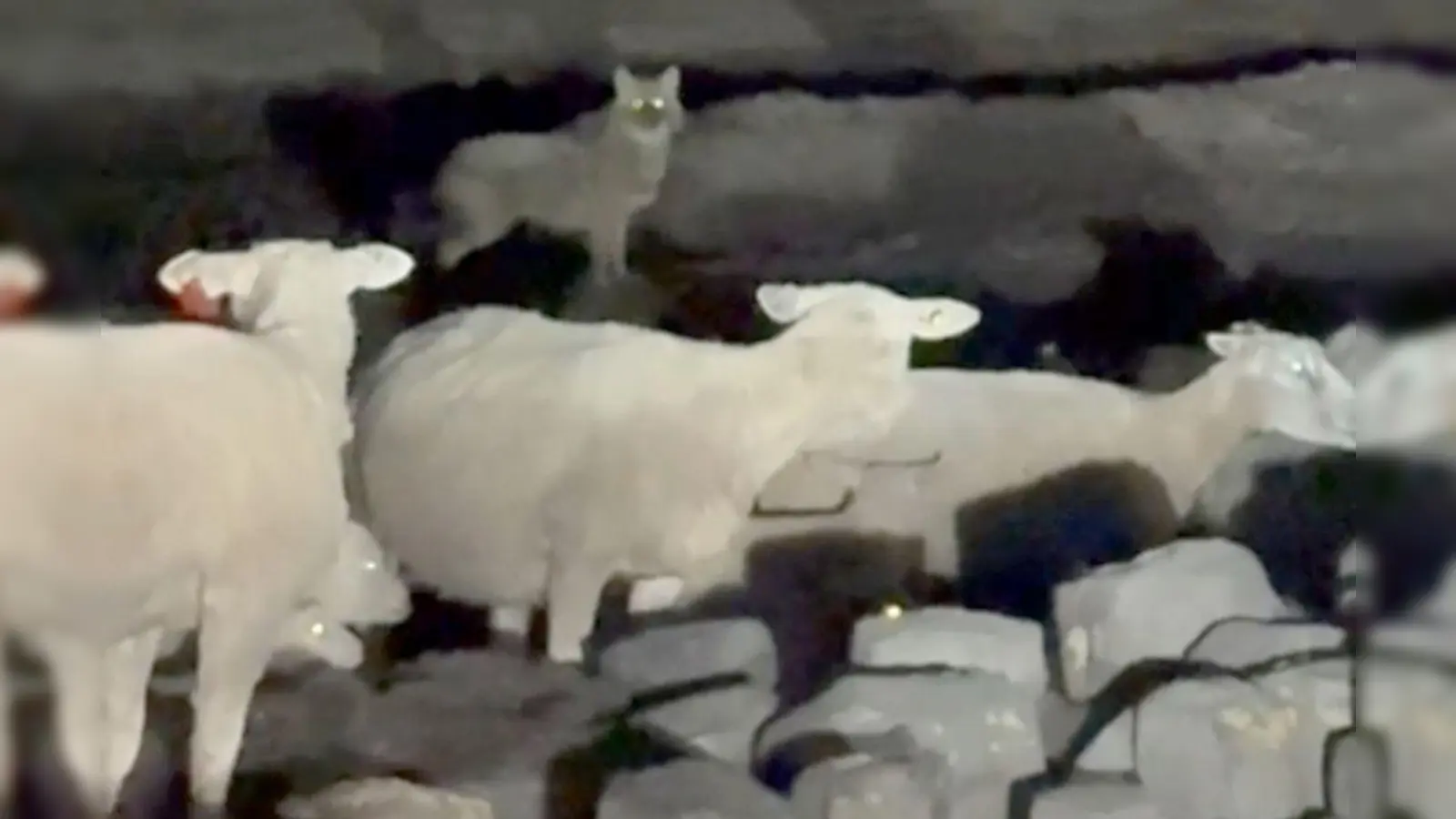 Ungewöhnlicher Gast: Ein Schakal auf Sylt. (Foto: Privat/Daniela Andersen/dpa)