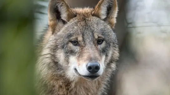 ILLUSTRATION - Ein Wolf, aufgenommin einem Gehege des Biotopwildpark Anholter Schweiz in Isselburg (Nordrhein-Westfalen). (Foto: picture alliance / Bernd Thissen/dpa/Illustration)