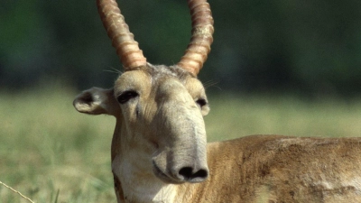 Die Maßnahmen zum Schutz der Saiga-Antilope in Zentralasien haben gut gegriffen. (Foto: Rotislav Stach/Bundesamt für Naturschutz/dpa)