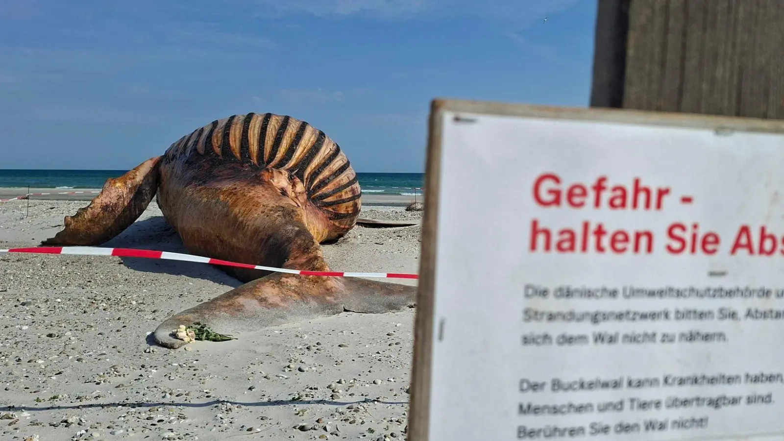 Neugierige dürfen bei der Obduktion des Buckelwals dabei sein - aber nur mit Sicherheitsabstand. (Foto: Kai Moorschlatt/dpa)