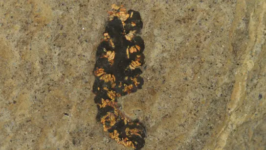 Dieser Blütenstand mit gut sichtbaren, gelben Pollen in den Staubbeuteln wurde in der Unesco-Welterbestätte Grube Messel in Südhessen entdeckt. (Foto: Senckenberg/dpa)