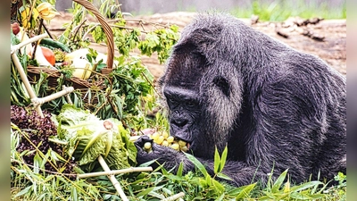 Gorilla Fatou feiert ihren 67. Geburtstag im Zoo Berlin. (Foto: Paul Zinken/dpa)
