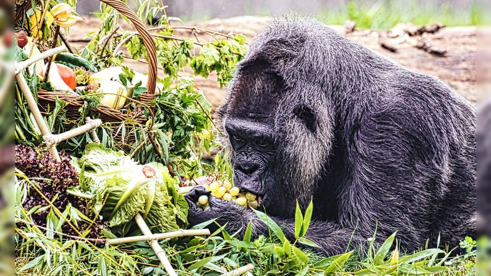 Gorilla Fatou feiert ihren 67. Geburtstag im Zoo Berlin. (Foto: Paul Zinken/dpa)