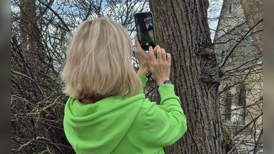 Eine Nutzerin der App „Mein Baum“ dokumentiert ihre Beobachtungen. Die gesammelten Daten sollen Stadtbäume schützen. (Foto: Kerstin Ellersdorfer)